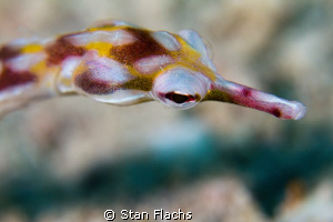 Pipefish portrait, 100mm , +5 diopter by Stan Flachs 